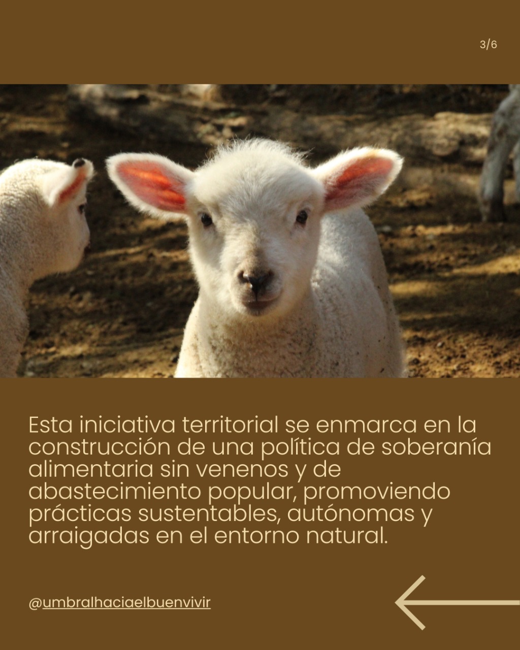 Cultivos orgánicos comunitarios
